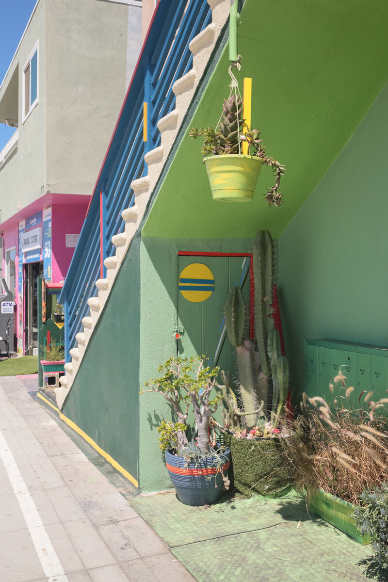 Кактусы, дёшево