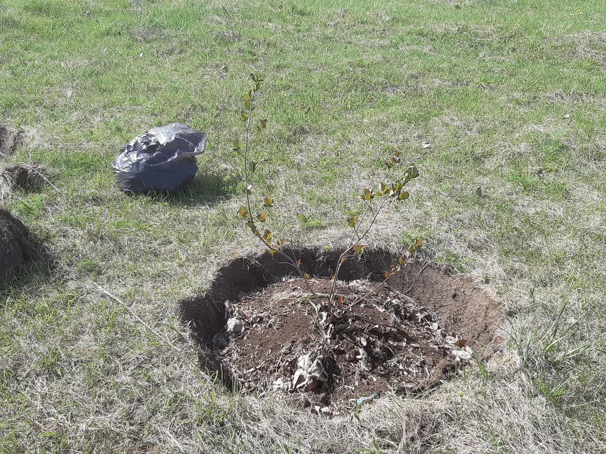 "Черноплодка"  в лунке посреди целины. Это весенняя посадка. Но сейчас будем делать такие же лунки. В мешке прошлогодние листья — мульча 