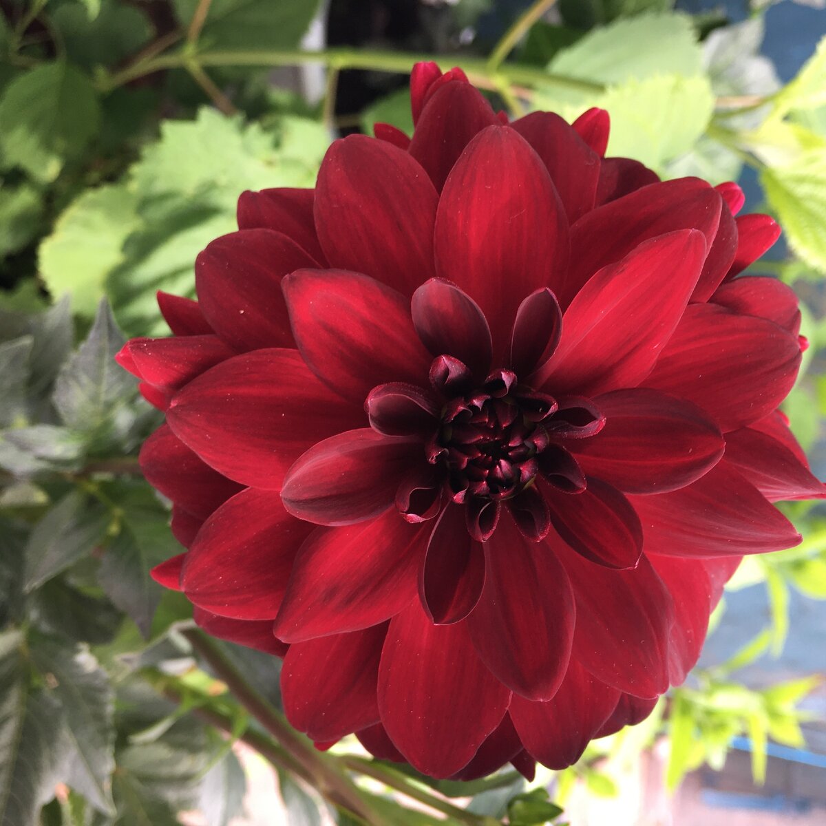 Георгина Арабиан найт