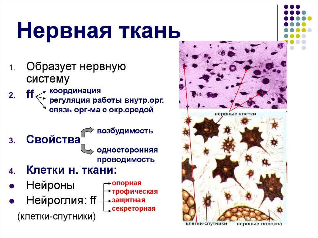 Свойства тканей гистология. Классификация нервной ткани таблица. Типы нервной ткани человека. Классификация клеток нервной ткани. Нервная животная ткань строение.