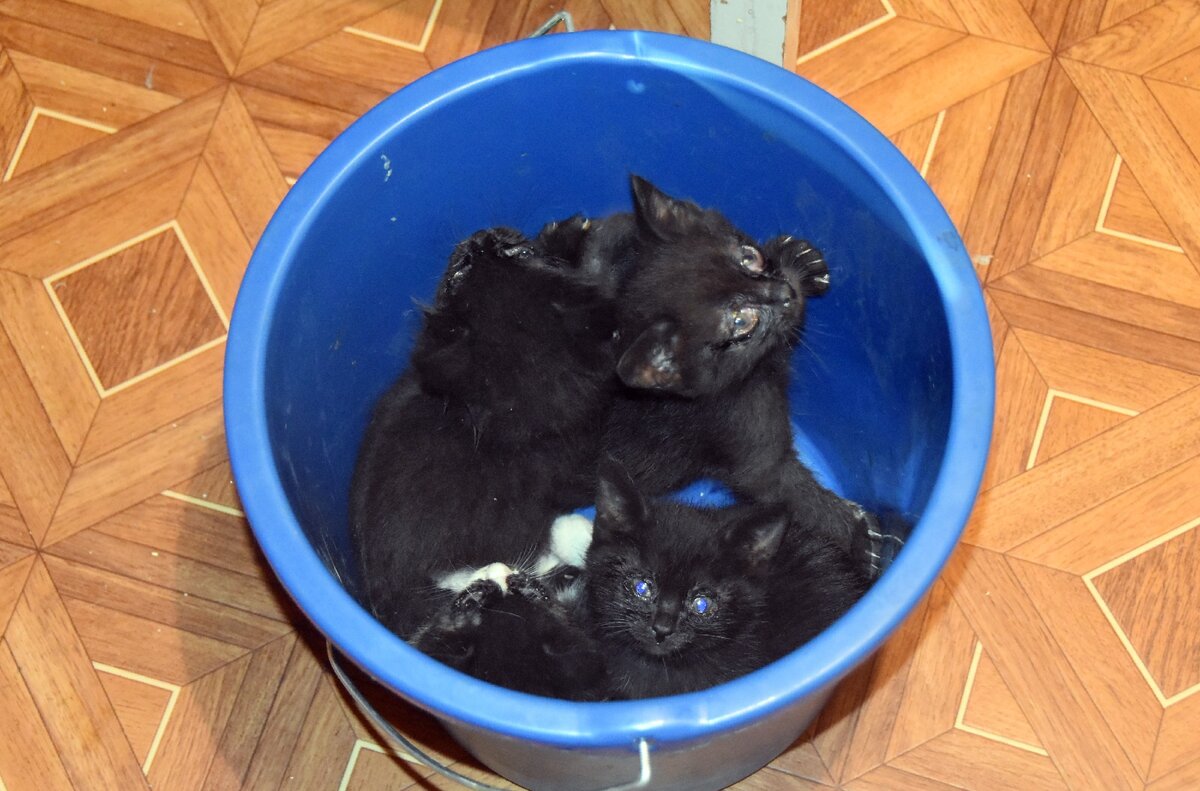 четыре чумазых котенка