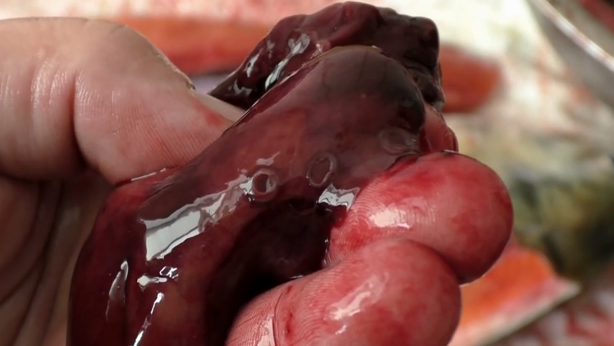 Рыба,кета,паразиты в рыбе,