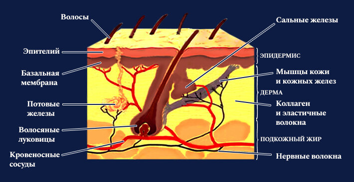 Строение кожи - эпидермис, дерма и гиподерма (подкожный жир)