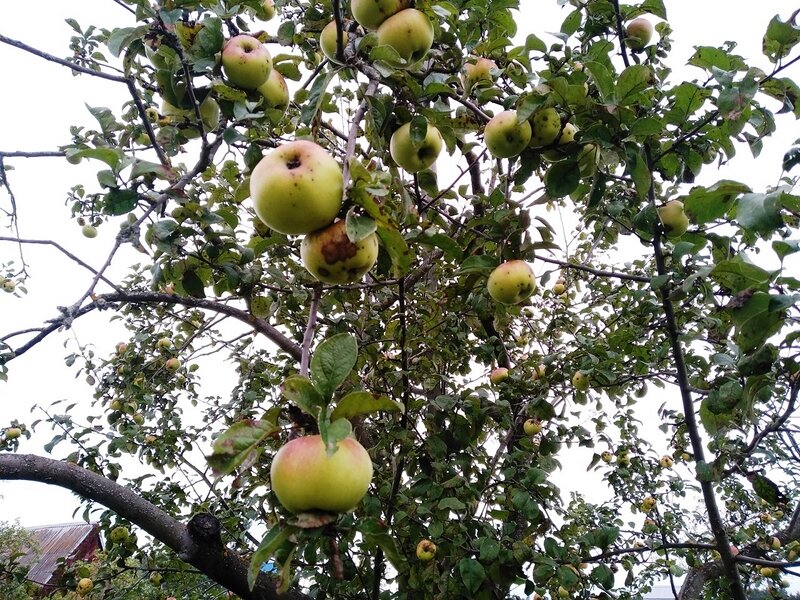 Яблоня сорта Богатырь