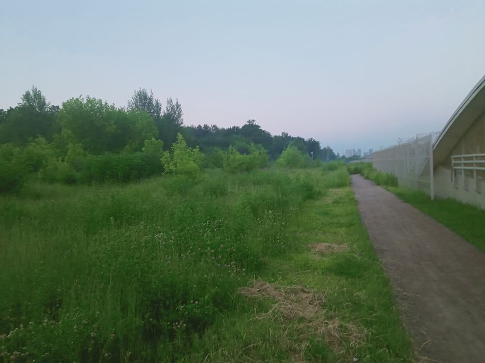 лосиный остров национальный парк. лес изумрудные холмы красногорск мерлушкина 2. план застройки лосиного острова. лосиный остров хотят застроить. лосиный остров вырубка.