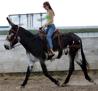 Очень красивые животные...