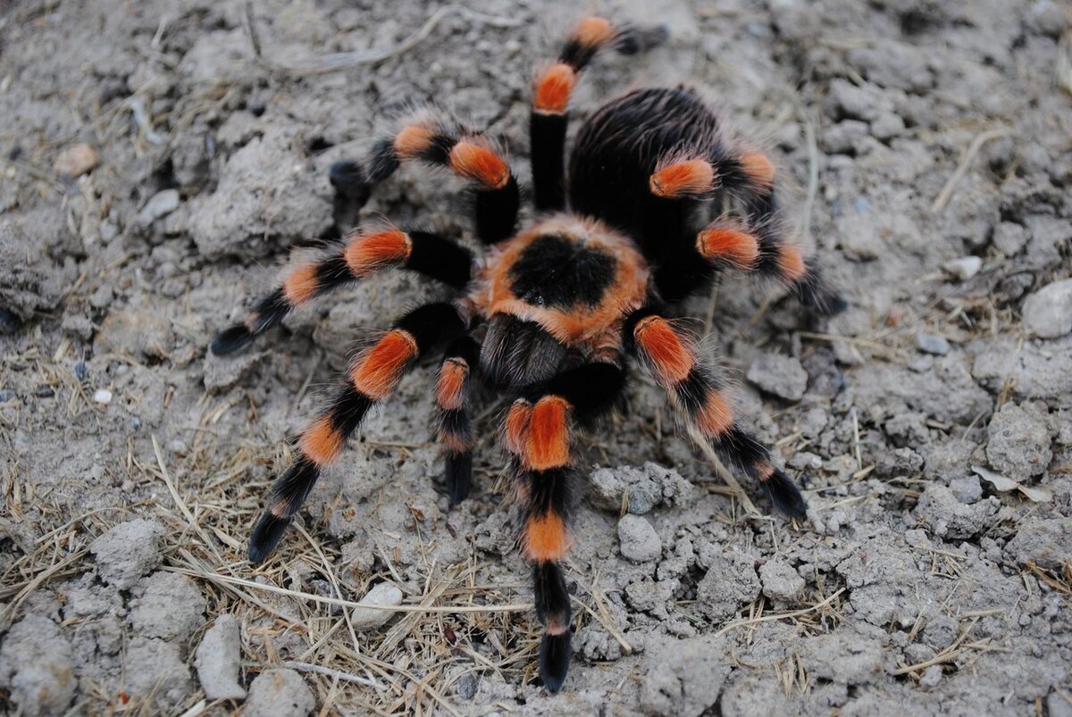 Brachypelma smithi 500р