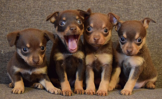 Щенки Той-терьера. 