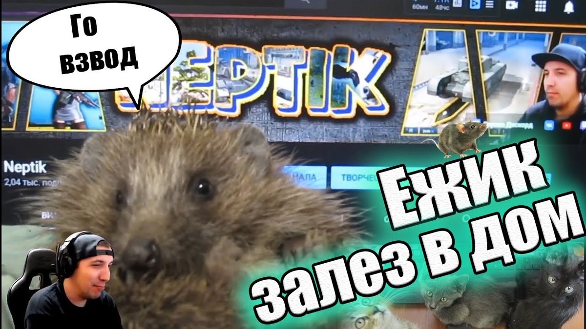 ежик залез в дом