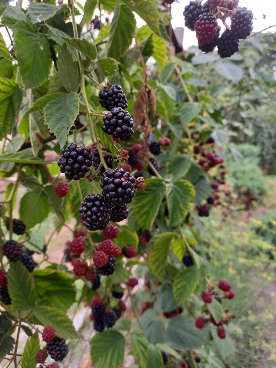 Фото сделано в нашем саду