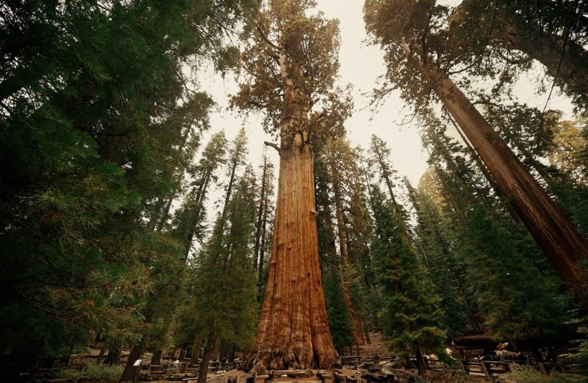 Фото: Songquan Deng / Shutterstock.com