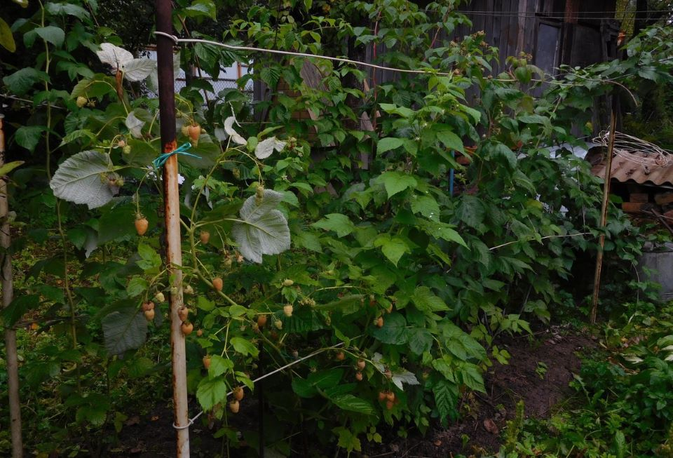 Яндекс.Картинки