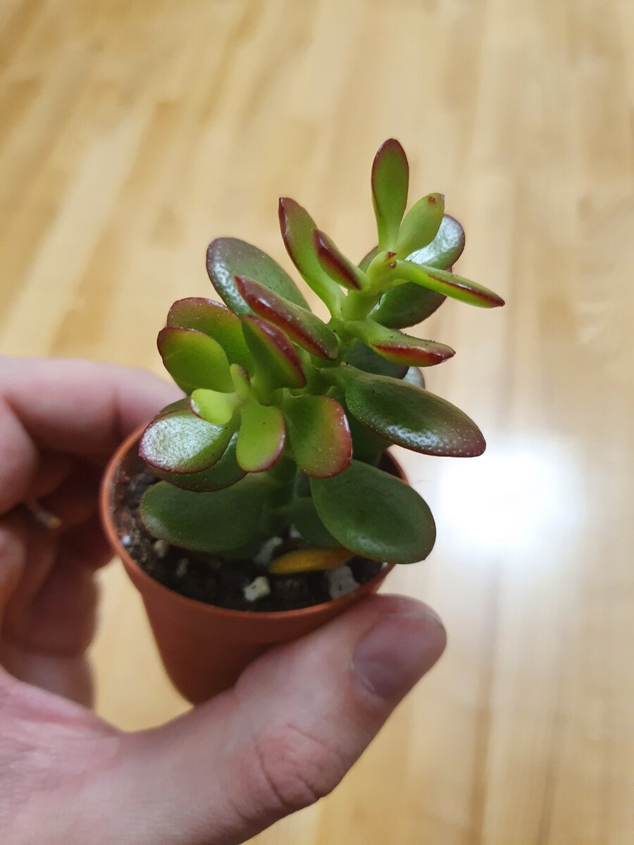 Толстянка зонтичная Crassula Umbella