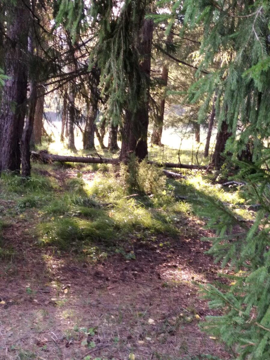 наш лес, где проходят турслеты. Фото автора