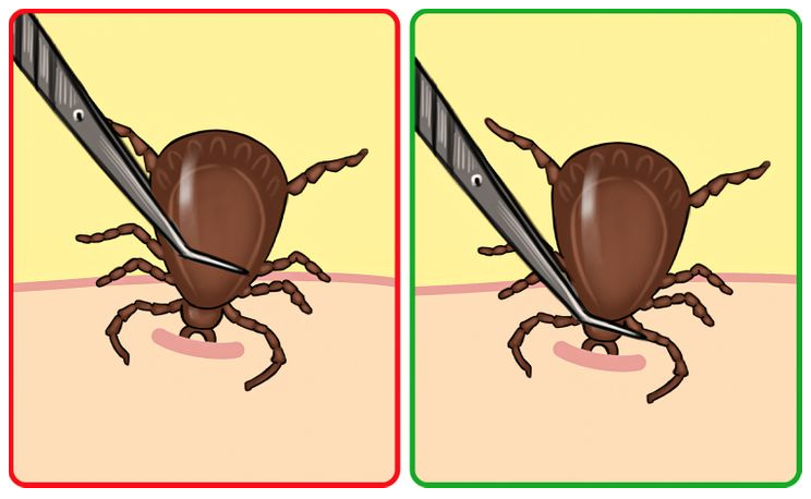 © Бери и Делай