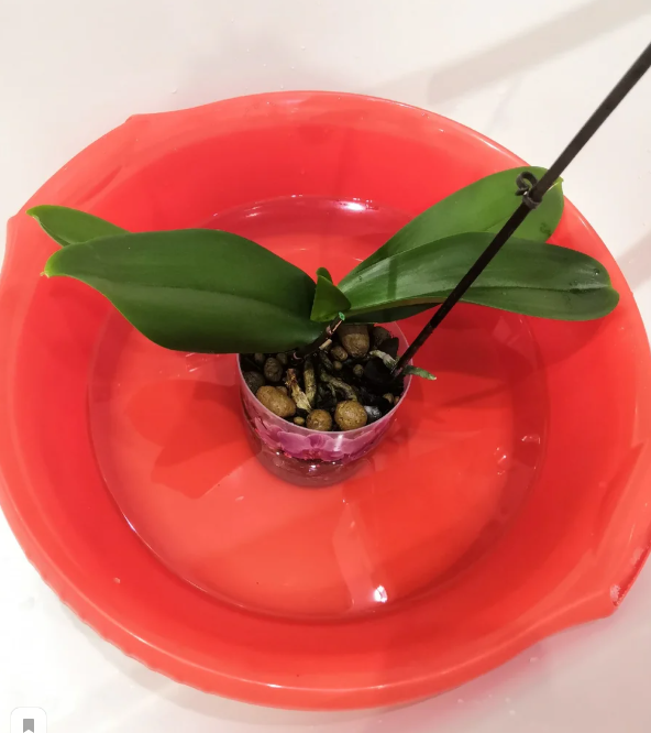 Фото от канала Яндекс Дзен. Не верный полив!