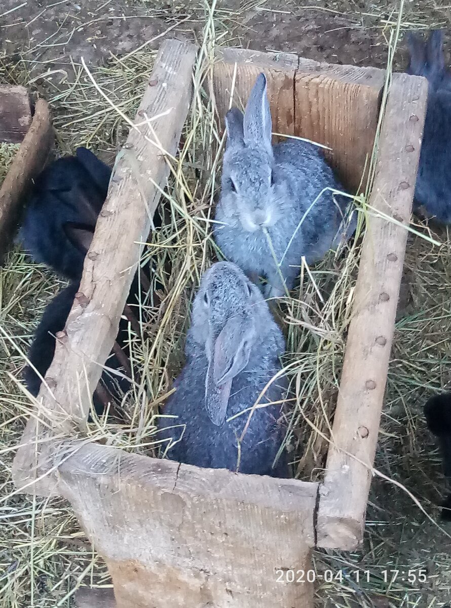 Вот и у кроликов кому-то можно сидеть в кормушке, а остальные снаружи