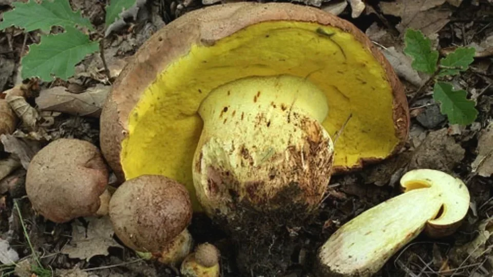 Как называется гриб похожий. Боровик жёлтый полубелый гриб. Боровик полубелый. Боровик буро-жёлтый укоренённый. Боровик гриб шляпка снизу.