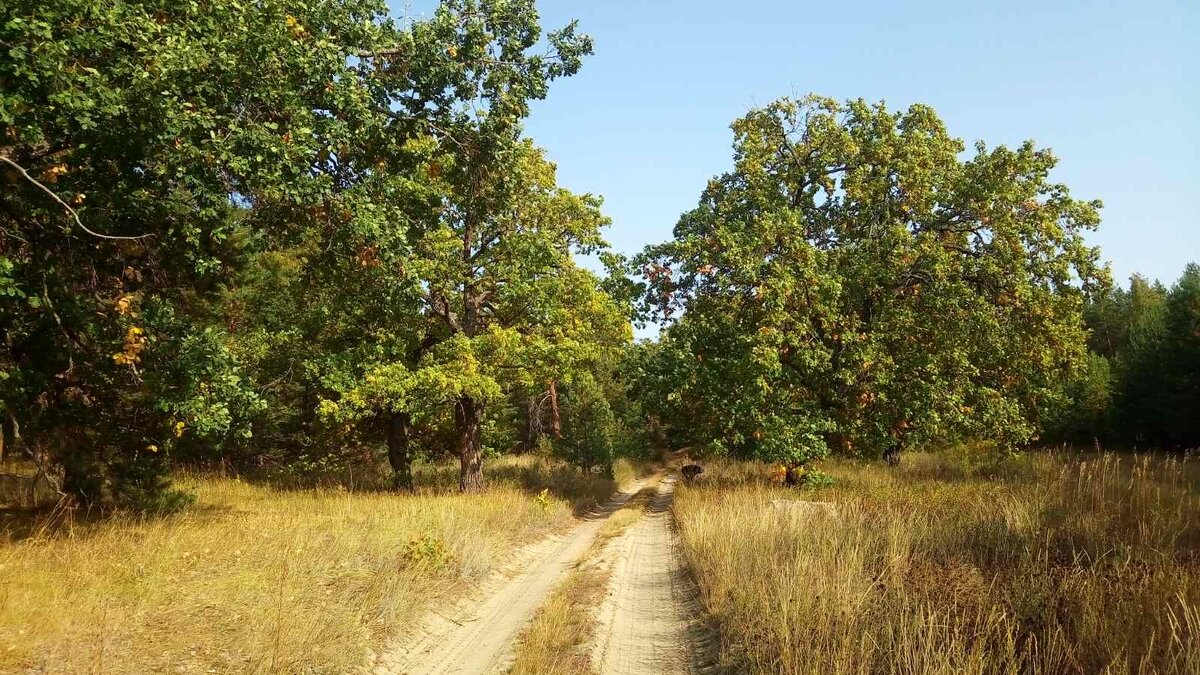 Дубовая аллея