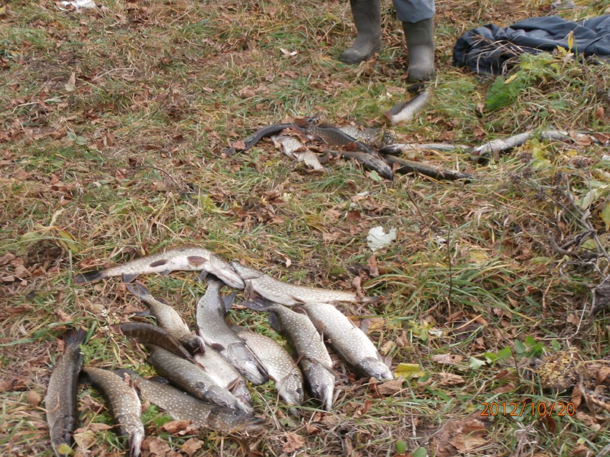 Это щука прошлого 2019 года