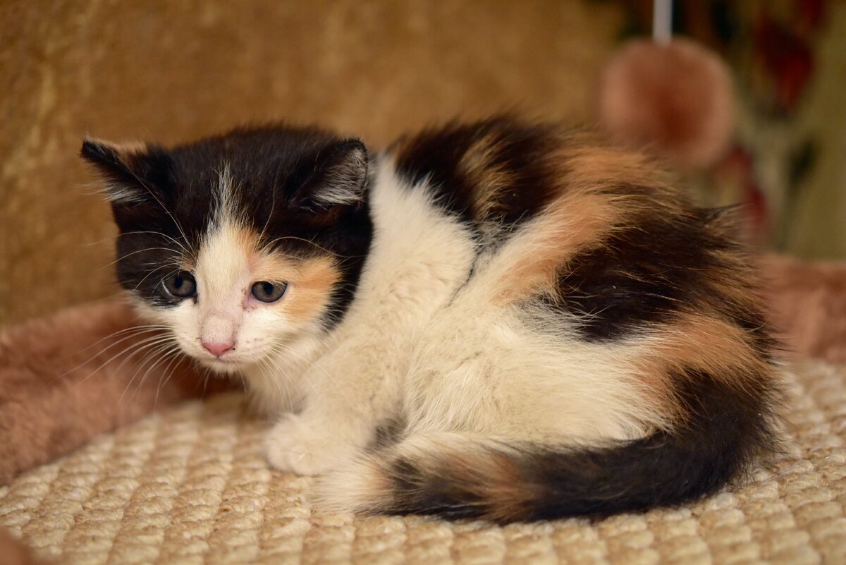 такой я ее взяла