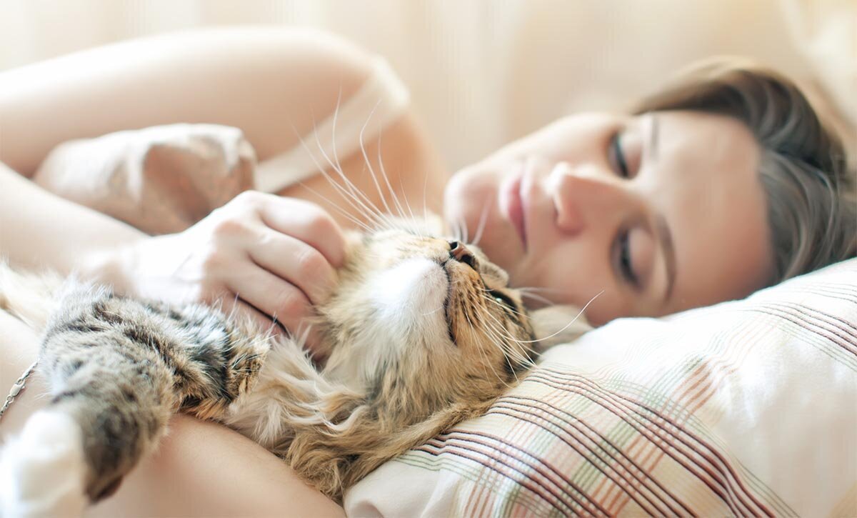 Ласка кошки - лучшее снотворное? (изображение с сервиса Яндекс.Картинки)