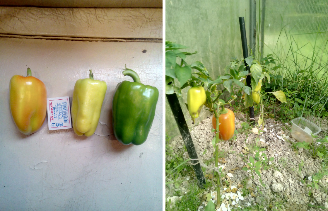 Плоды слева на право: Толстячок, Доверчивый, Звезда Востока