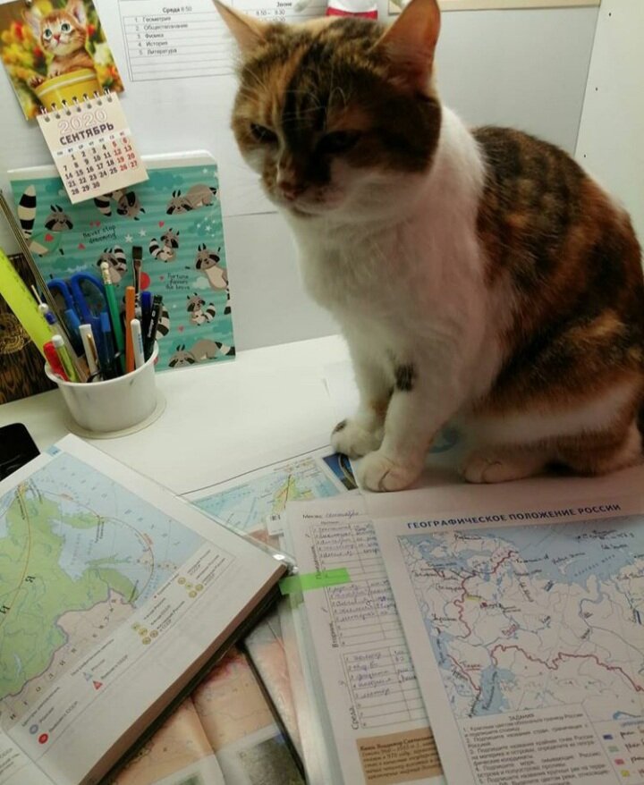 Кошка Милана 