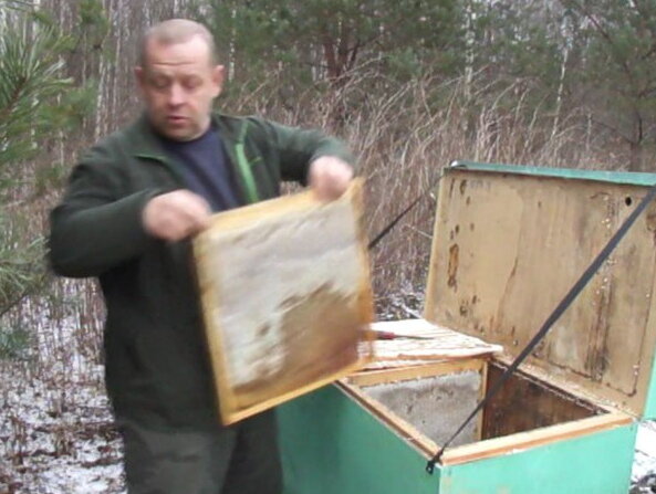 Отбор мёда в лежаках 17 ноября 2015 года. Снег лежит. Мёд отбирается. Пчёлы в клубе сидят тихо.