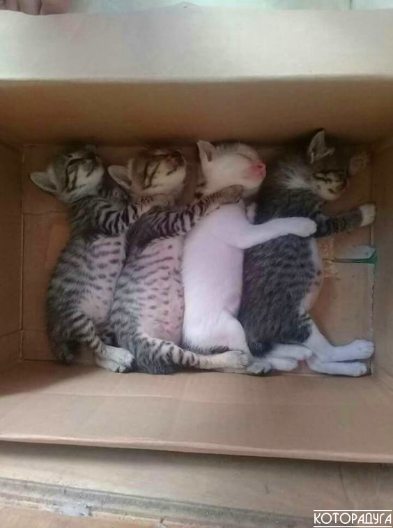 Источник: imgur.com