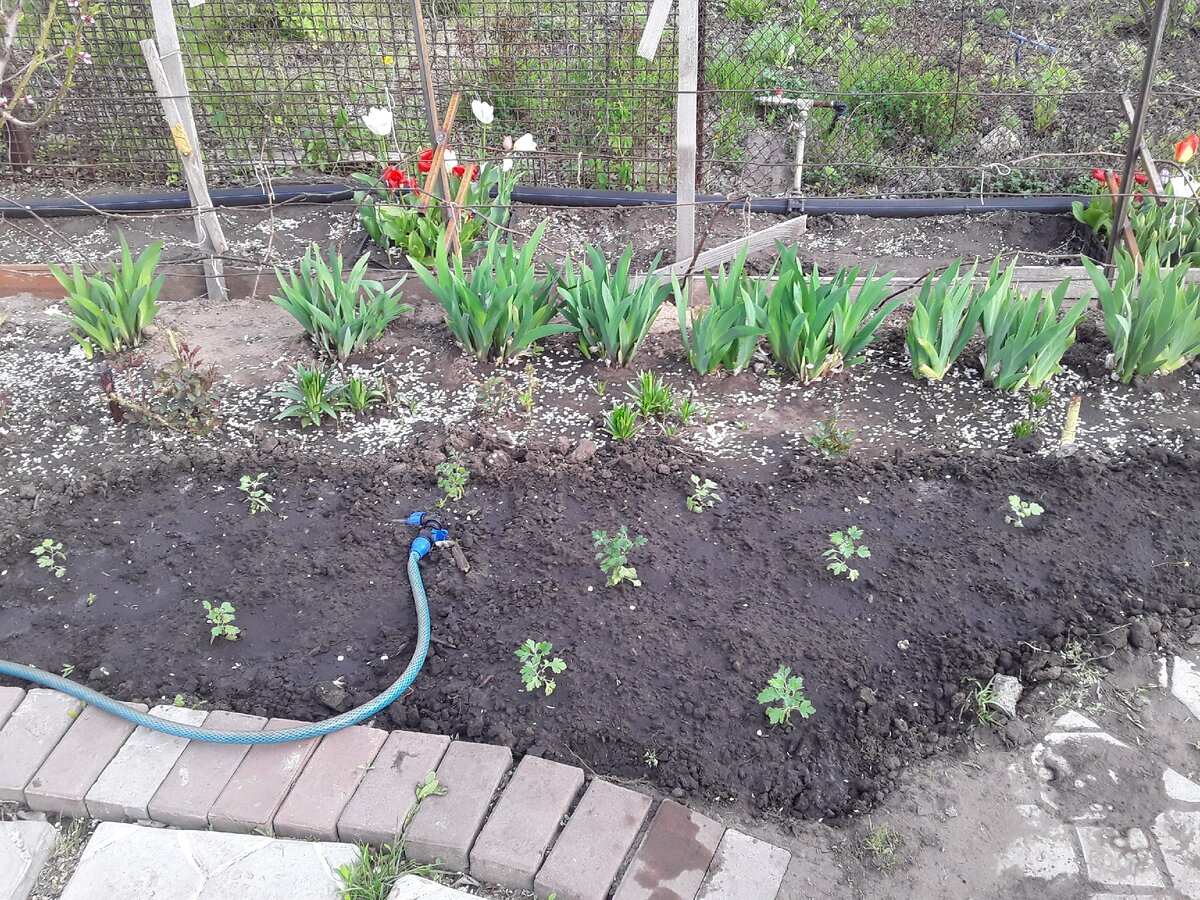 Там где нужно было для прекрасного результата три хризантемы диаметром 70 сантиметров, ну, или на крайний случай пять хризантем диаметром 50 сантиметров, я высадила в мае все десять. И все равно мне казалось, что пусто - я еще и алиссумом "посолила". И васильками, васильками!