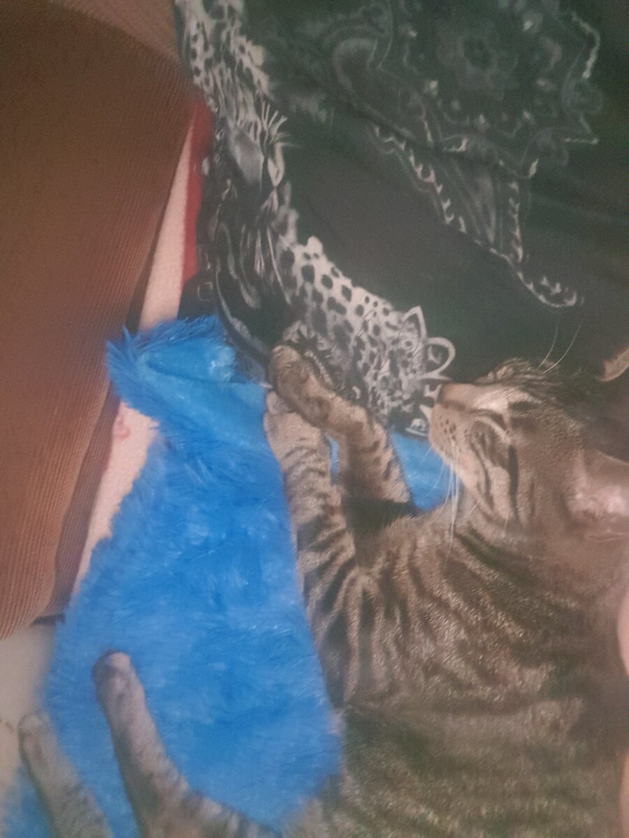 Вот лежит, балдеет