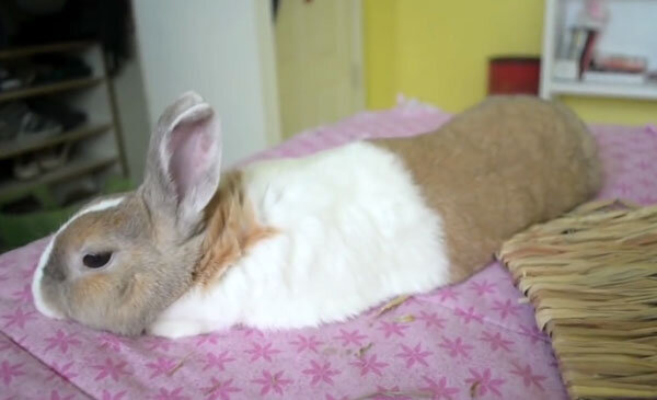 Сколько живет кролик в домашних условиях: срок жизни разных пород животных