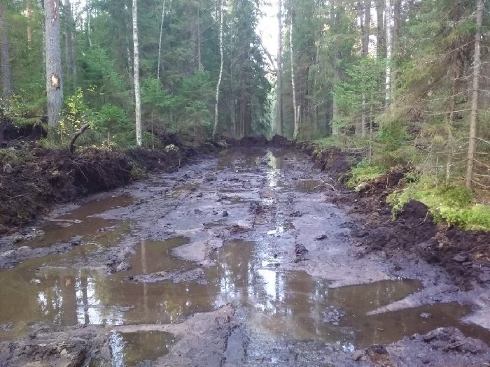 Дорога, прокладываемая в Комаровском лесничестве. Фото из ТГ-канала "КВ"