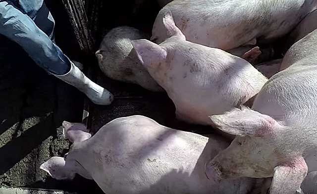 Вся правда о свиньях: это мы их такими сделали