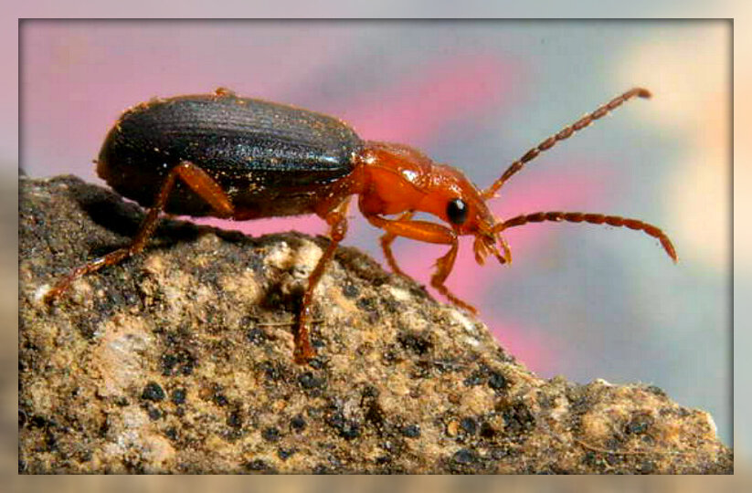 Жук-бомбардир. Источник: Яндекс картинки.