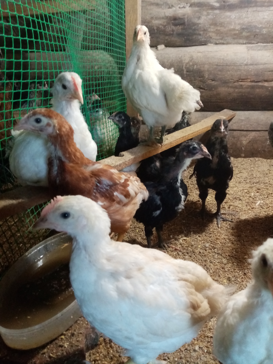 Примерно так и зимуют. Фото автора. 