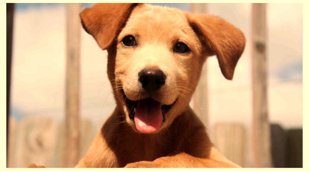 Жизнь прекрасна