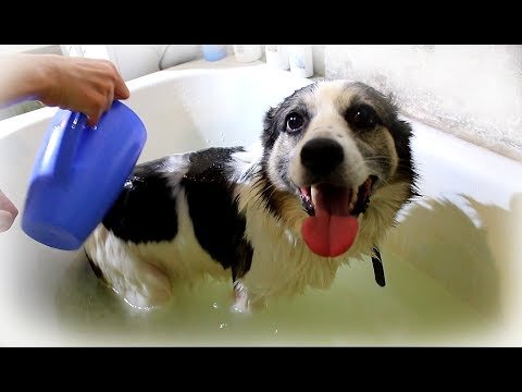 Пёсик Шарик