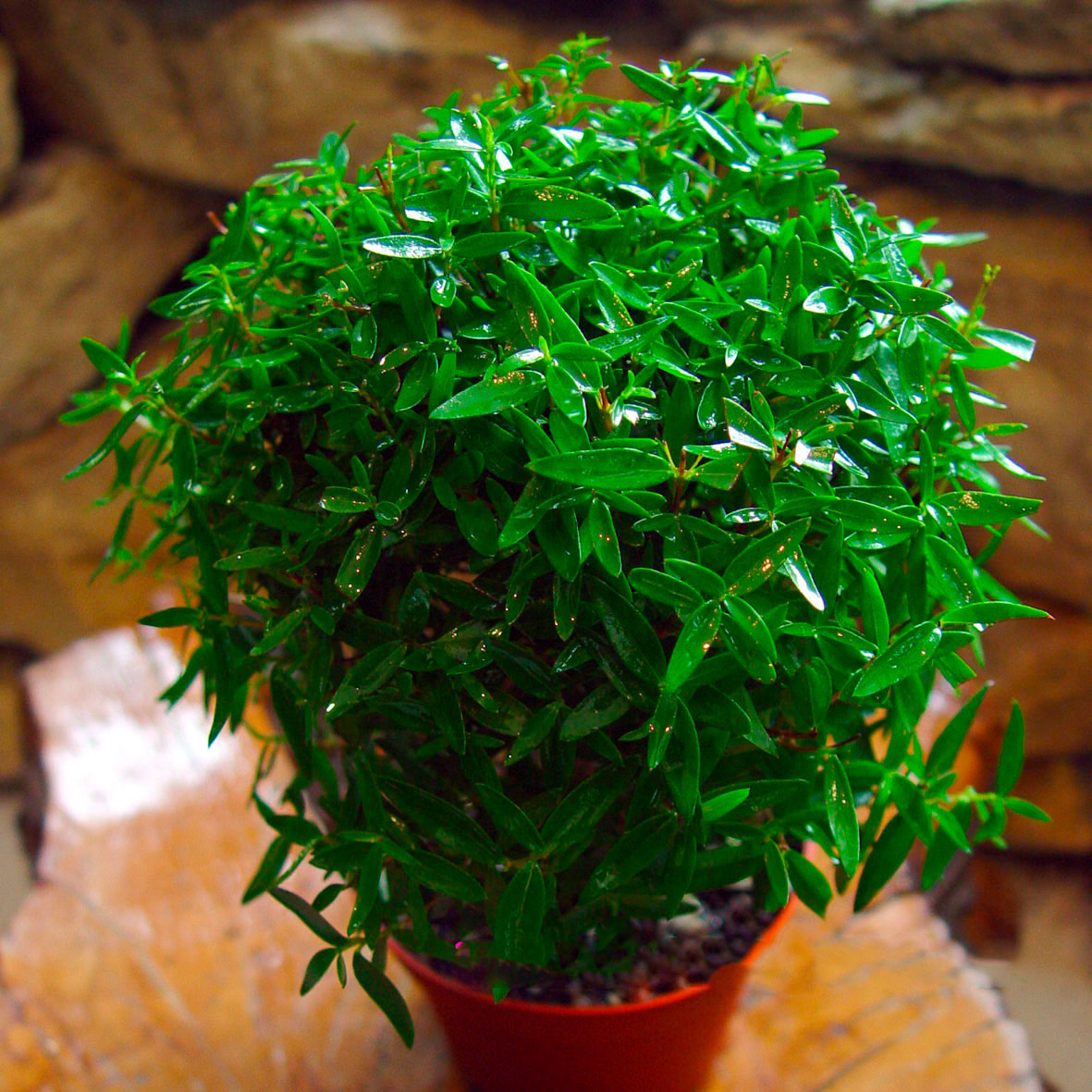 Фото взято из открытого источника Яндекс Картинка