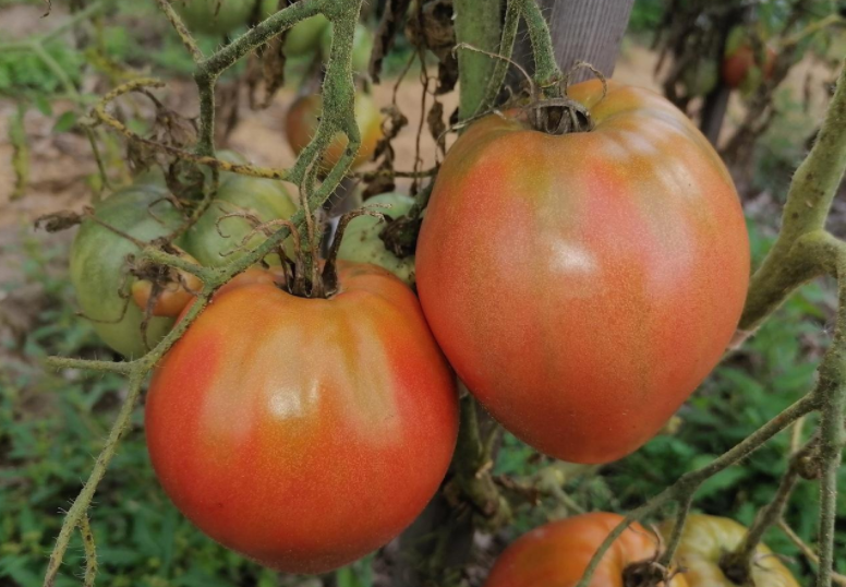 Абаканский розовый описание сорта. Сорт абаканский розовый. Сибирская селекция абаканский розовый томаты. Абакан томаты описание. Семена томат абаканский розовый.