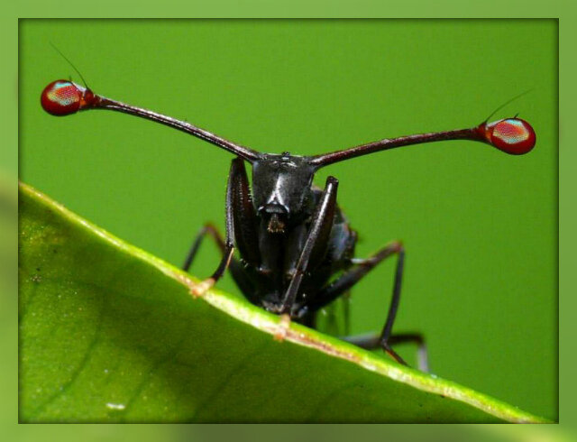 Стебельчатоглазая муха. Источник: Яндекс картинки.