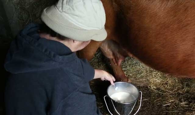 Как увеличить удои молока у коровы?