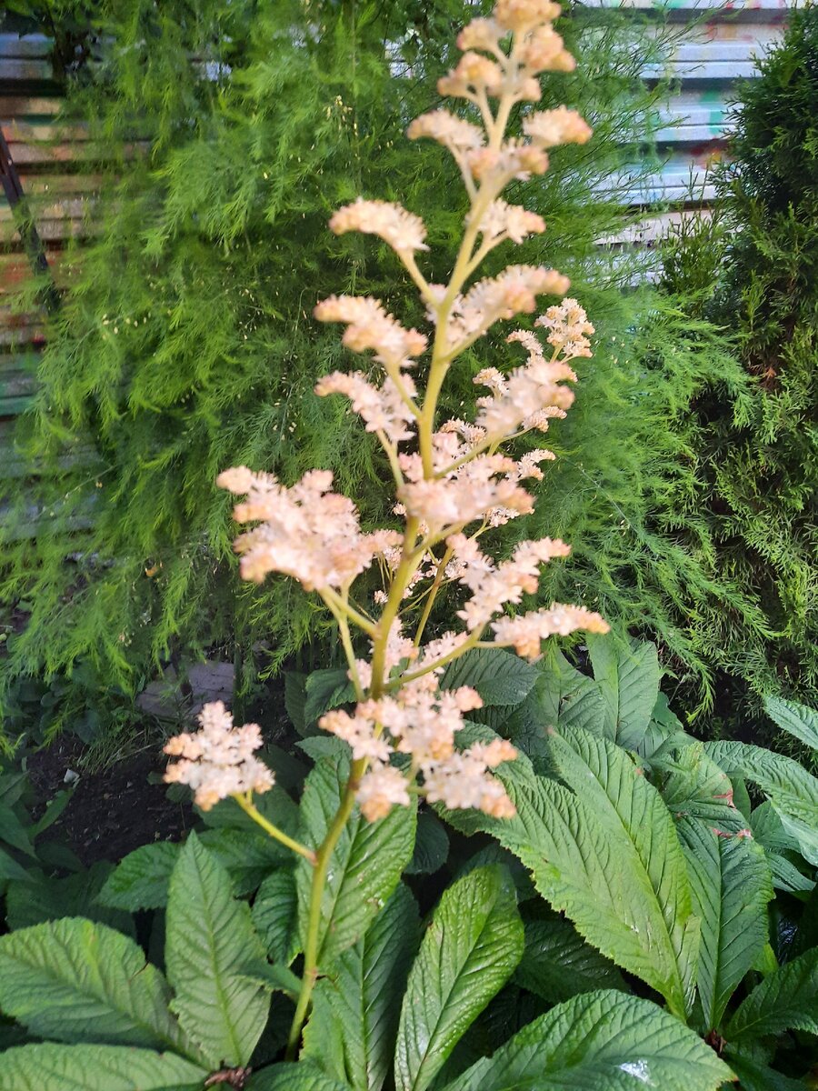 Роджерсия цветет