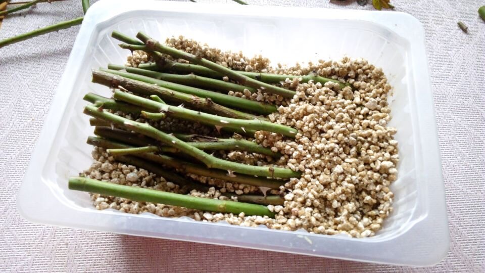 Черенки в лотке. Фото автора