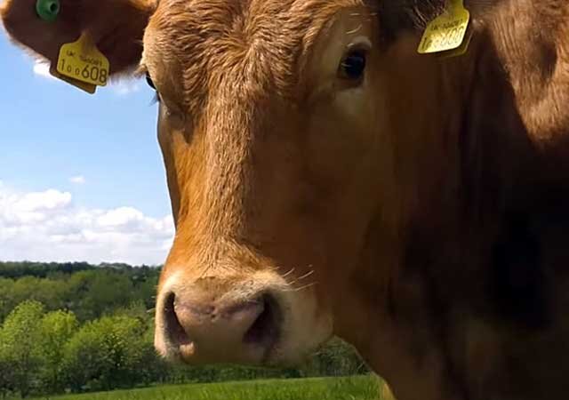 Гнойный мастит у коров, лечение гнойно катарального мастита у коров.