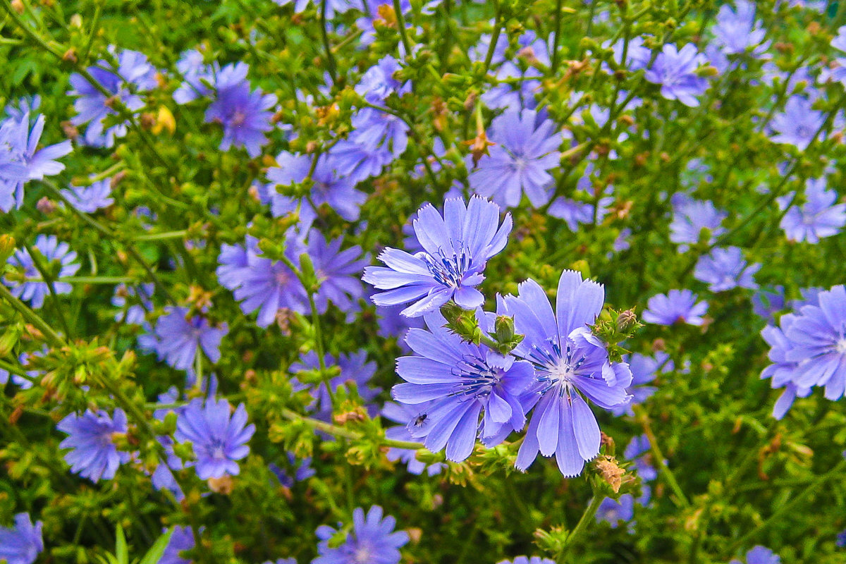 Цикорий. Фото из открытых источников