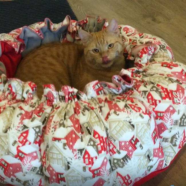 Кот Серафим удобно улегся на новом месте. Нравится, аж облизнулся!