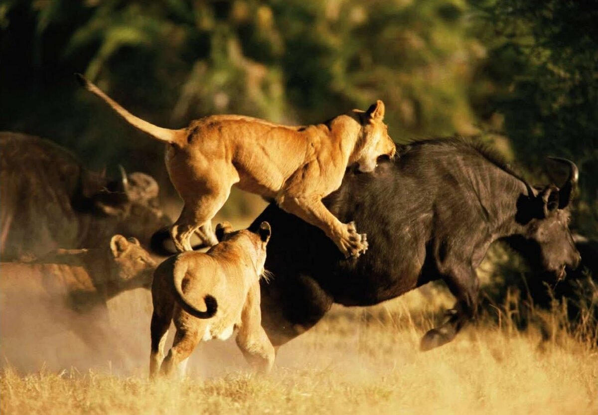 Лев гонится. Охота Львов в дикой природе на буйволов. Львиный Прайд в дикой природе. Прайд Львов против буйвола. Прайд Львов охота на буйволов.