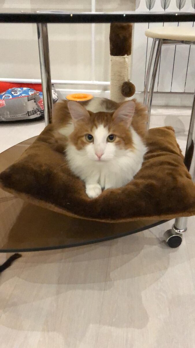 Очень удобный журнальный столик и с матрасиком для меня.